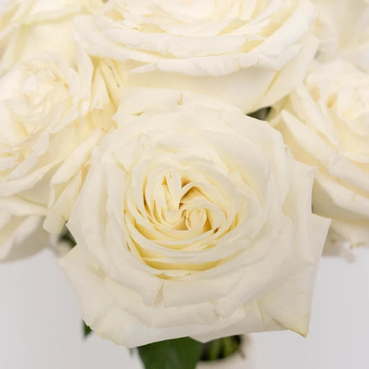 White Rose Mothers Day Special Close Up - Image