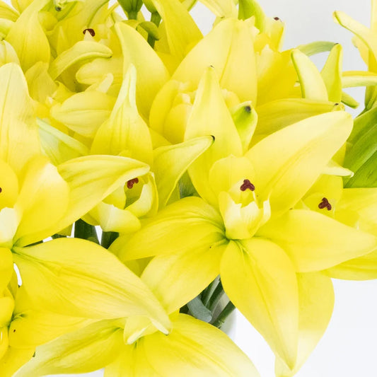 Yellow Butterfly Lily Flower Close Up - Image